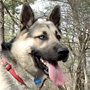 Meet your Posher, Hassan